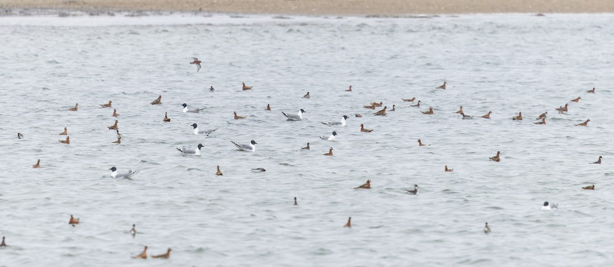 クビワカモメ - ML643323895