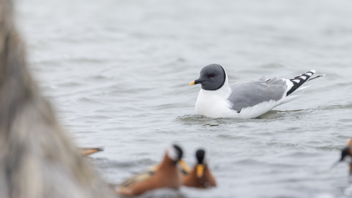 クビワカモメ - ML643323896