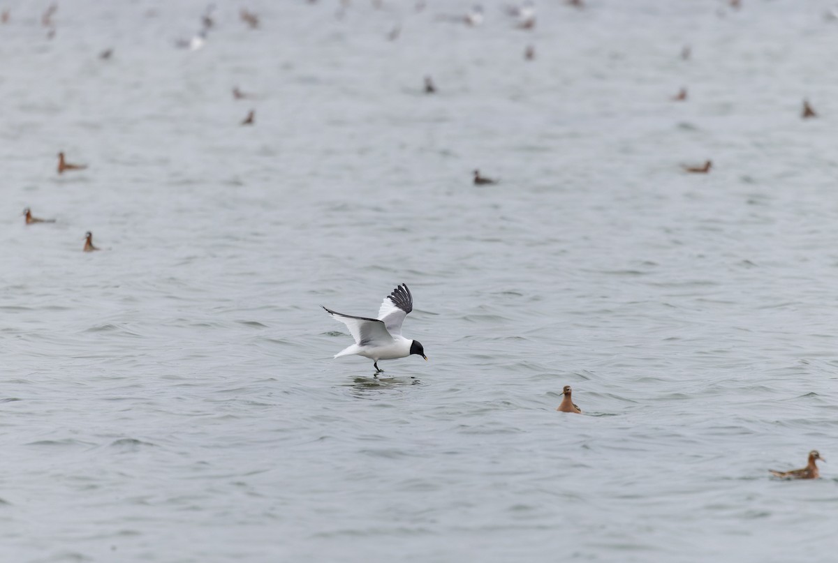 クビワカモメ - ML643323897