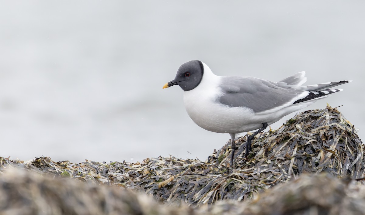 クビワカモメ - ML643323898