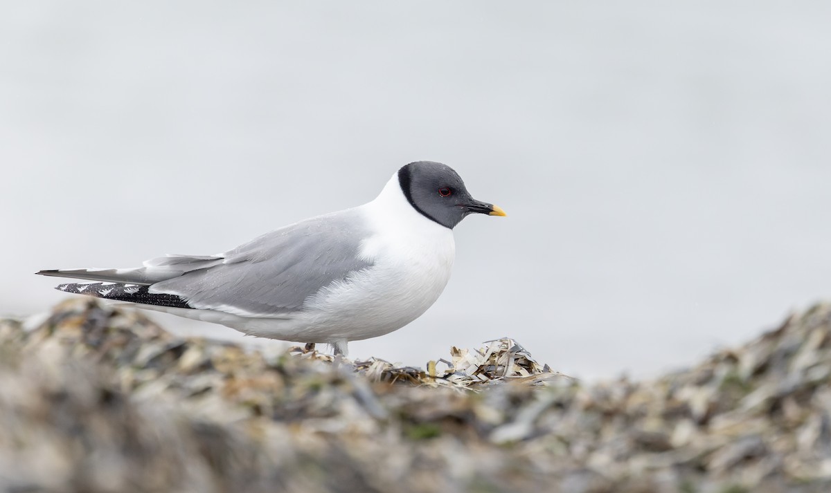 クビワカモメ - ML643323899