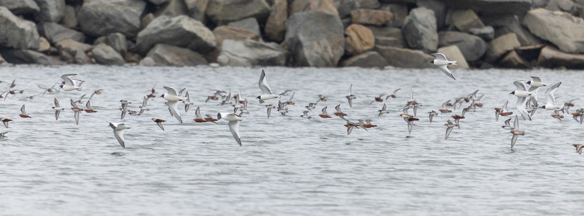 クビワカモメ - ML643323900