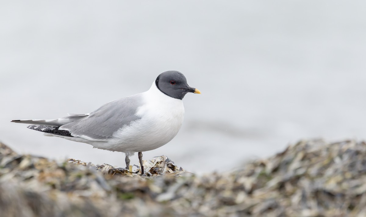 クビワカモメ - ML643323901