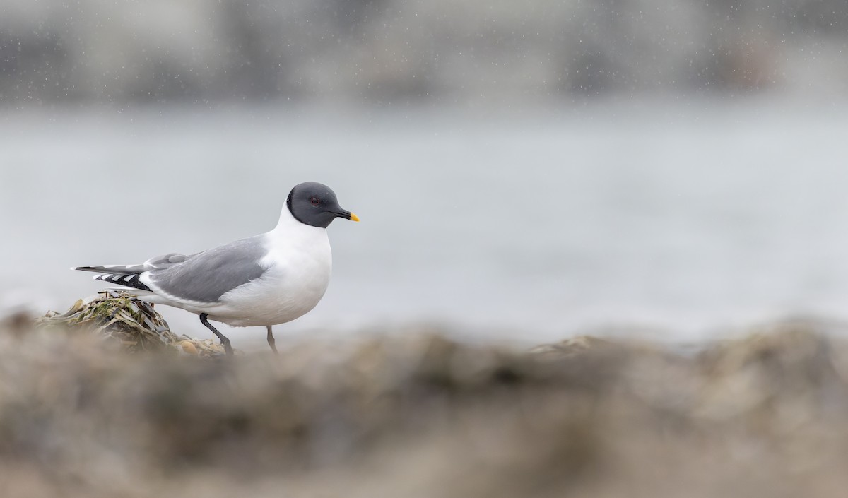 クビワカモメ - ML643323902