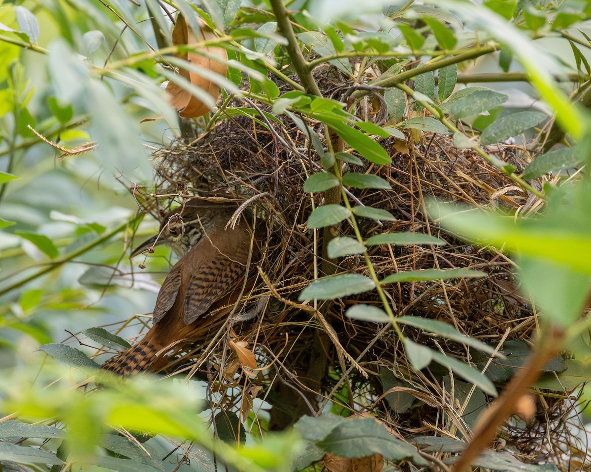 Buff-breasted Wren - ML643323903