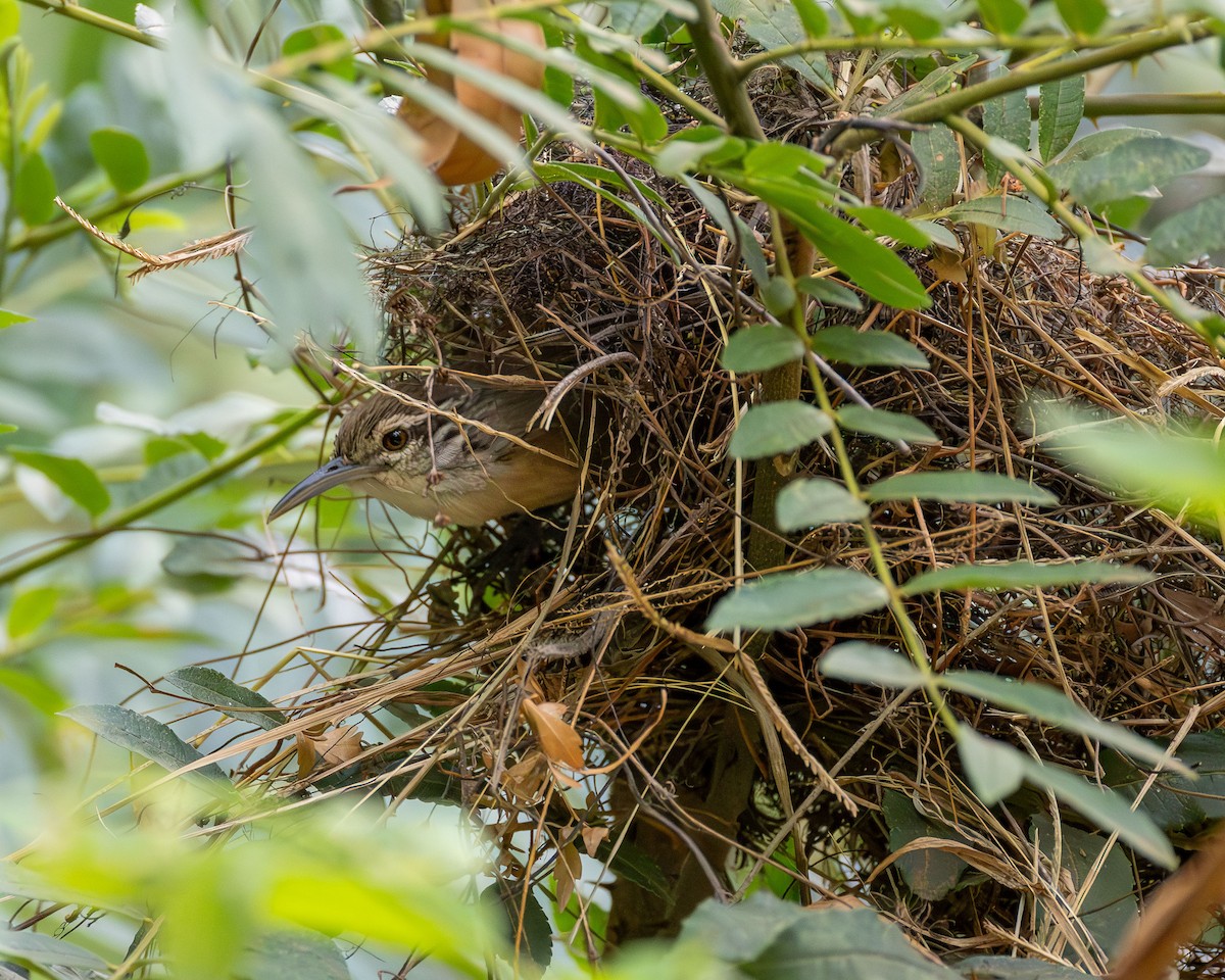 Buff-breasted Wren - ML643323910