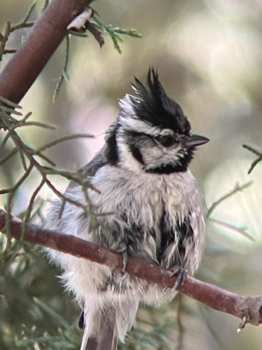 sýkora uzdičková - ML643323912