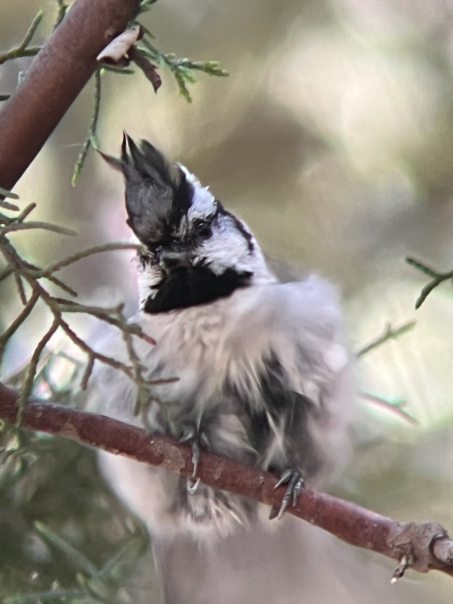 sýkora uzdičková - ML643323913