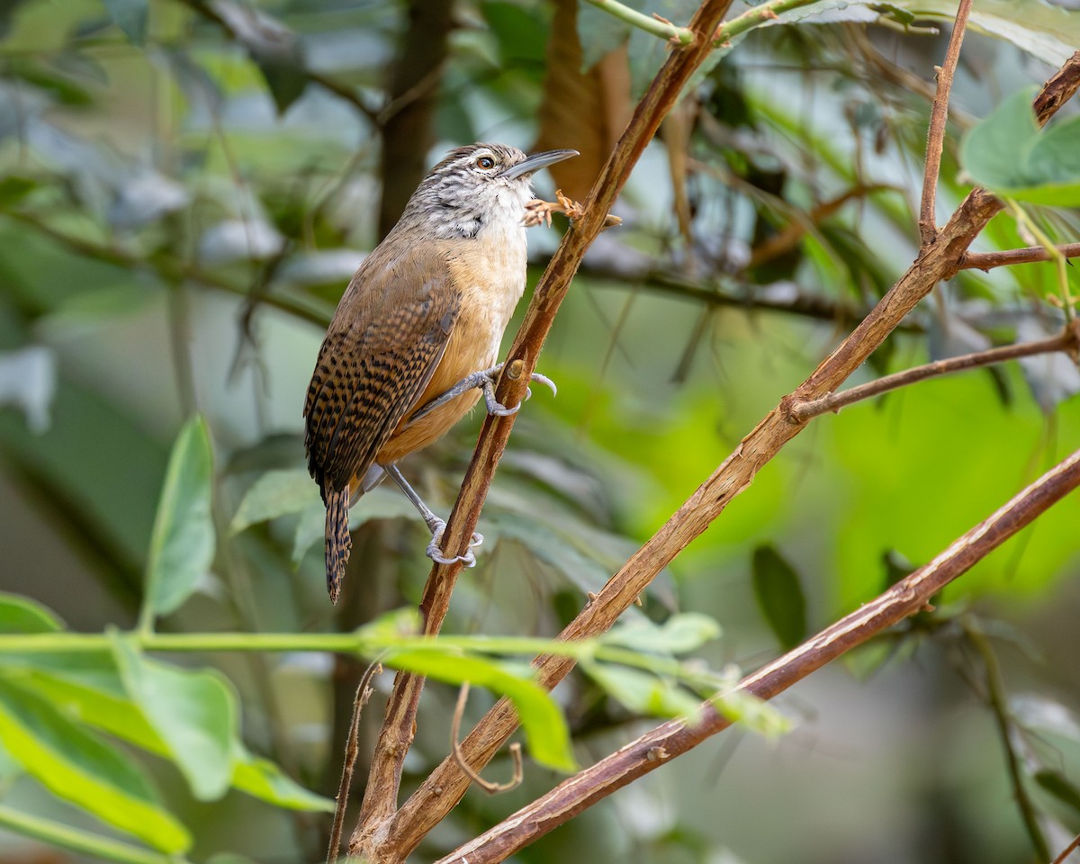 Buff-breasted Wren - ML643323916