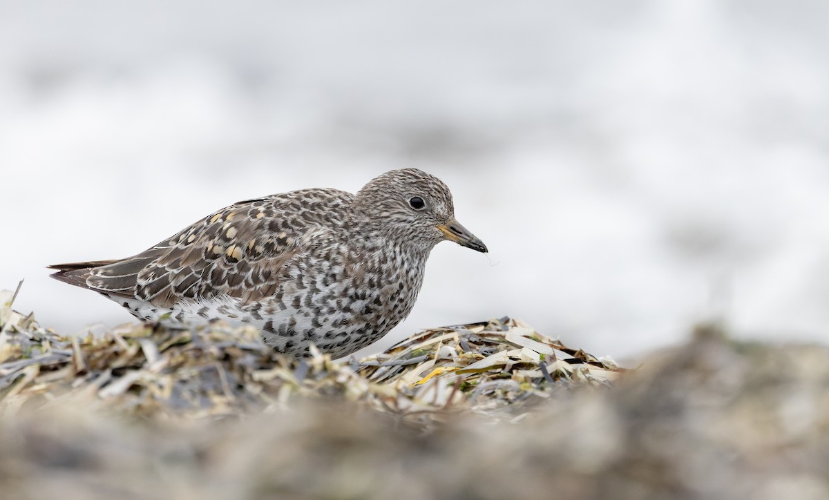 Surfbird - ML643323943