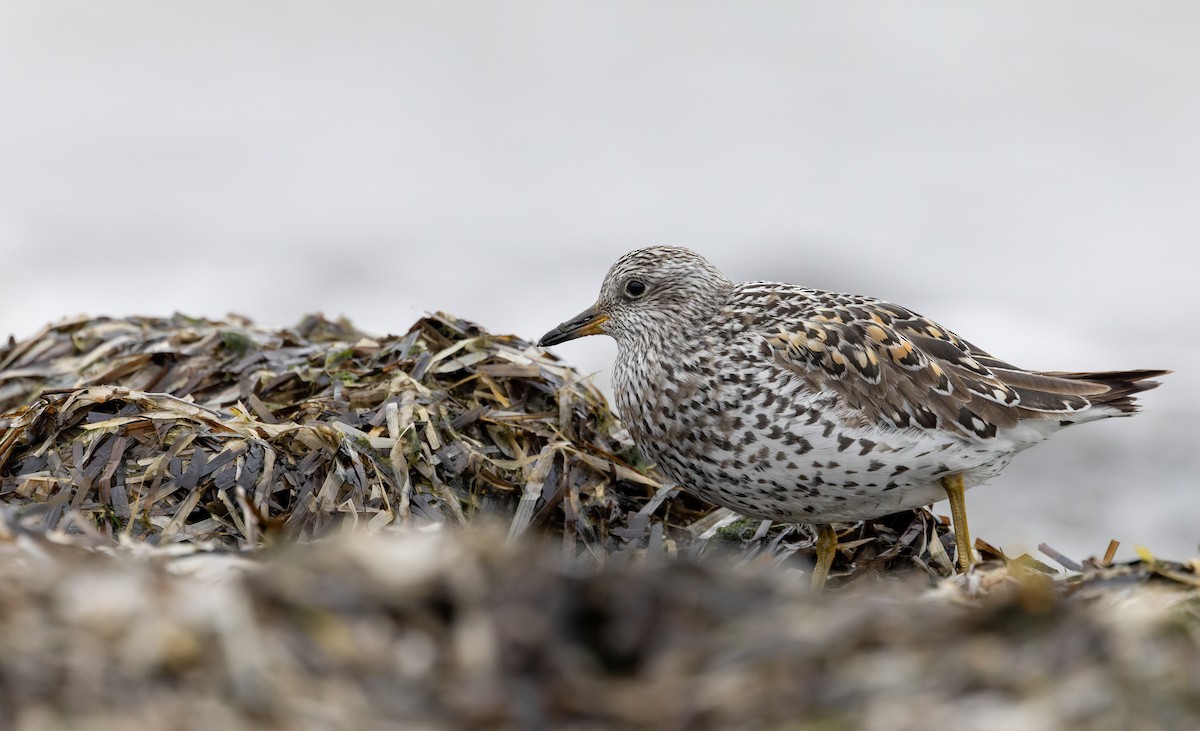 Surfbird - ML643323944