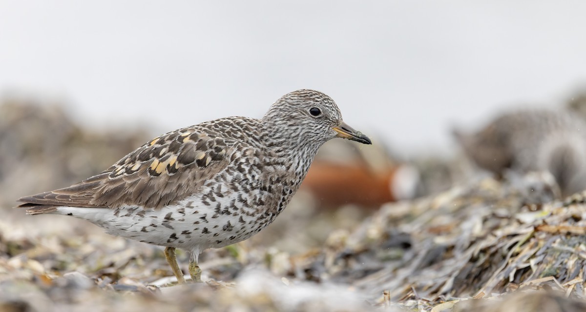 Surfbird - ML643323945
