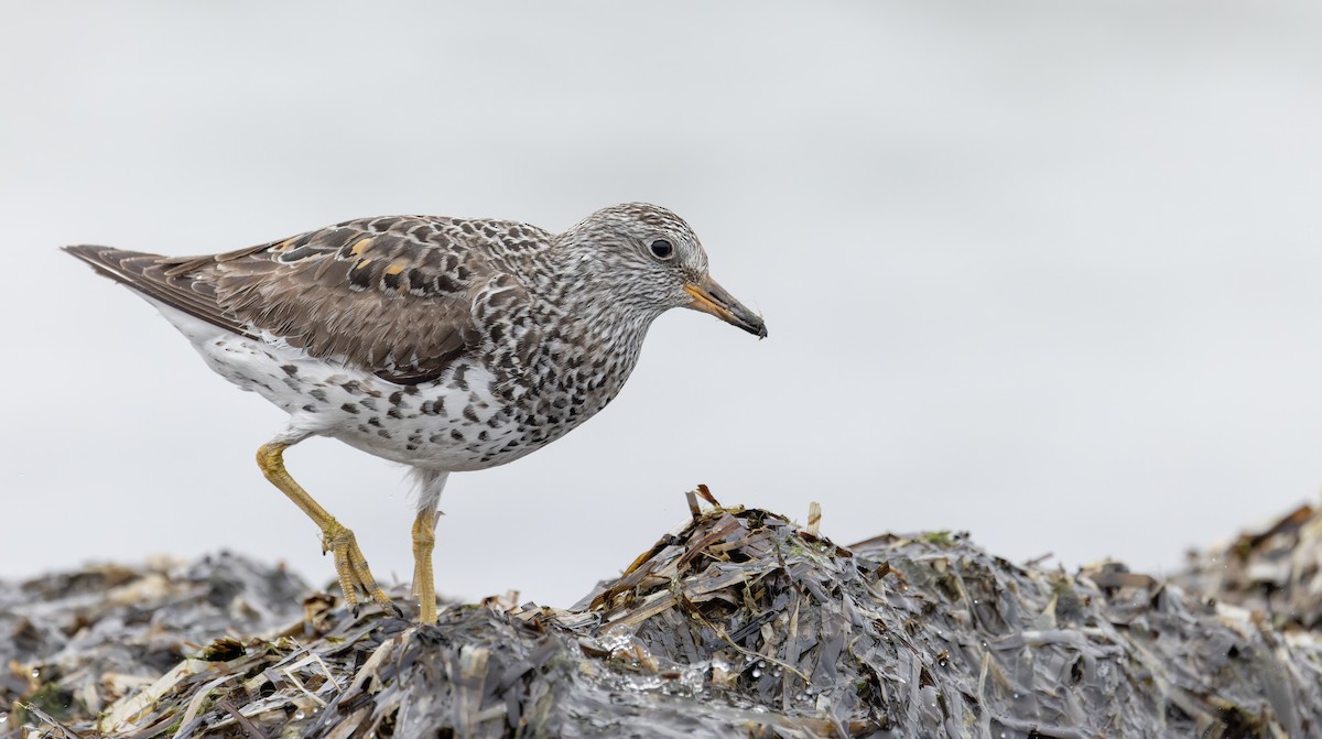 Surfbird - ML643323946