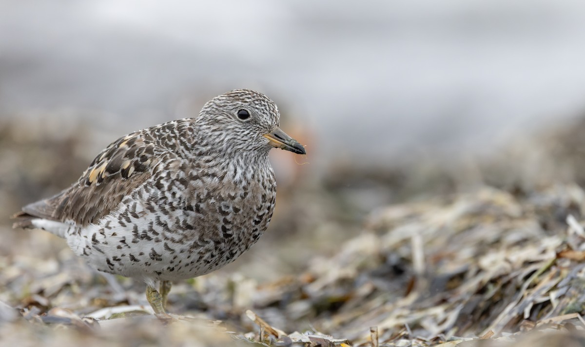 Surfbird - ML643323947