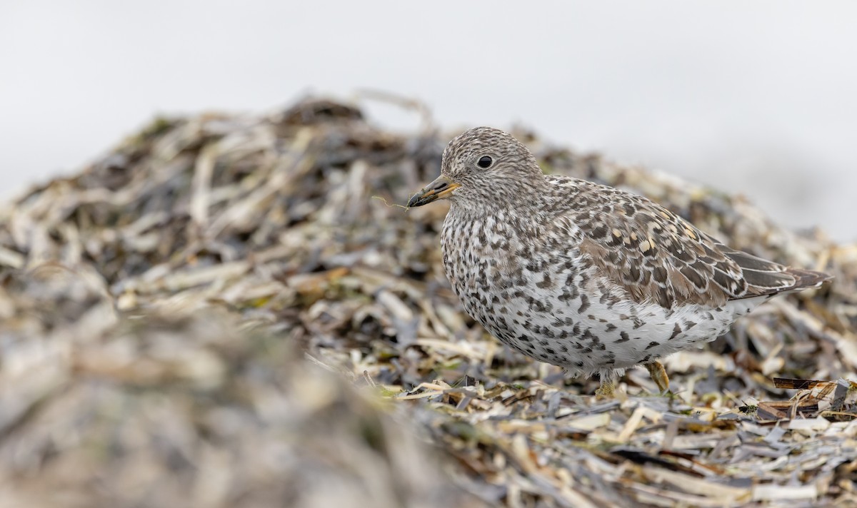 Surfbird - ML643323948