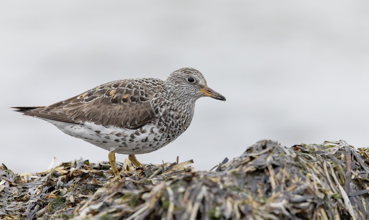 Surfbird - ML643323949