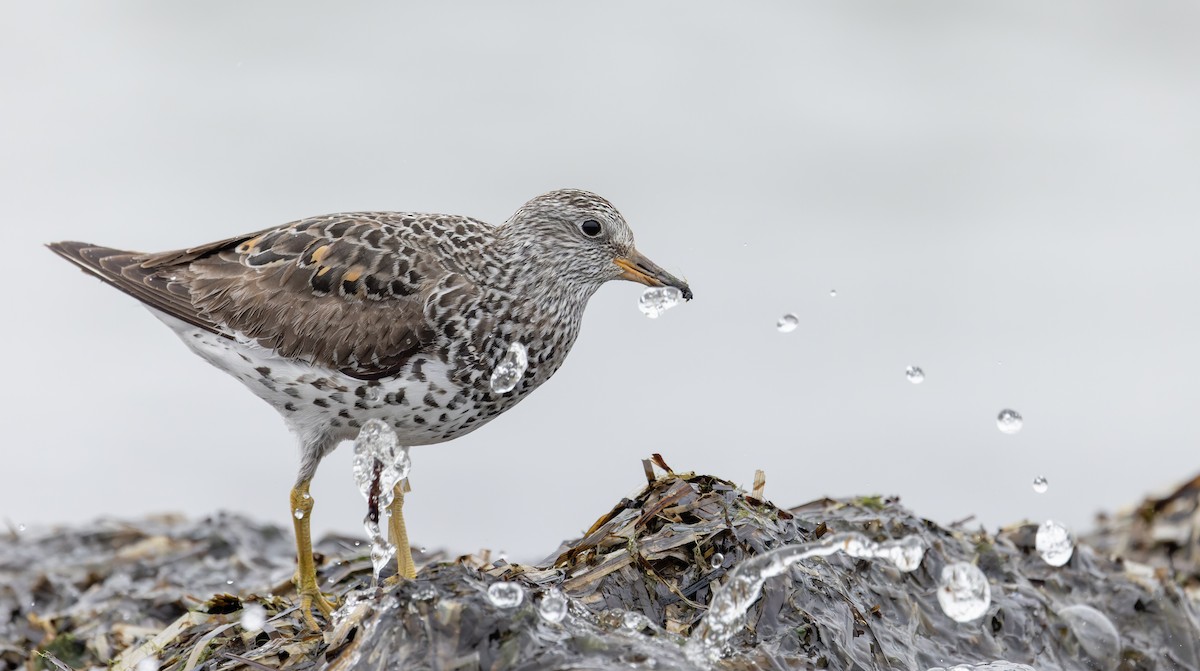 Surfbird - ML643323950