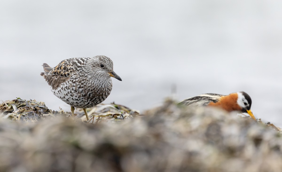 Surfbird - ML643323951