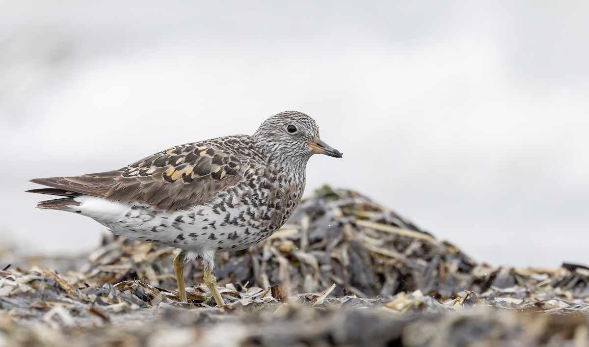 Surfbird - ML643323952