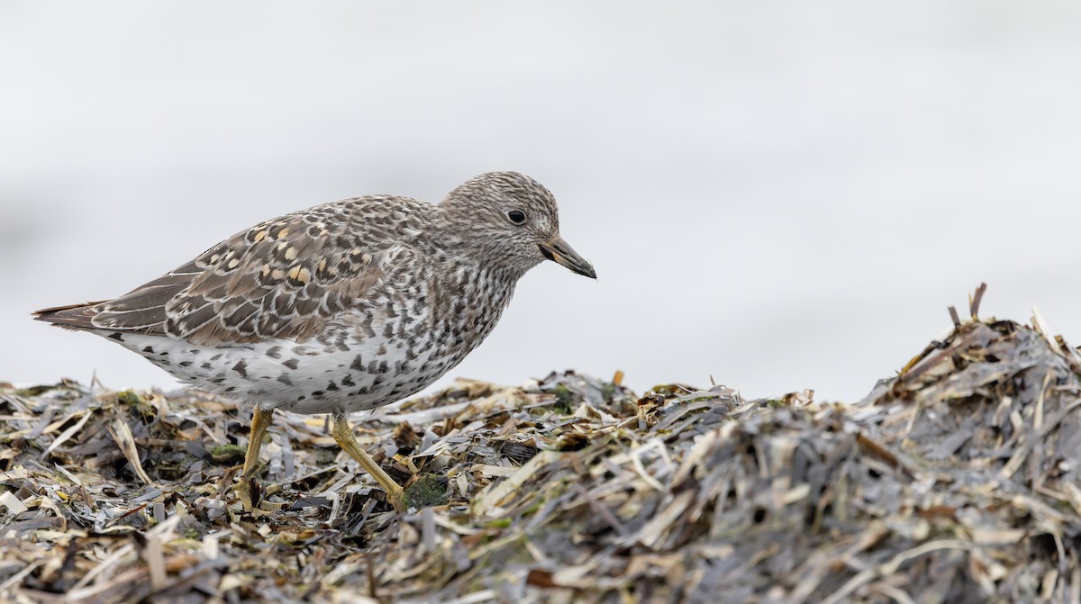 Surfbird - ML643323953