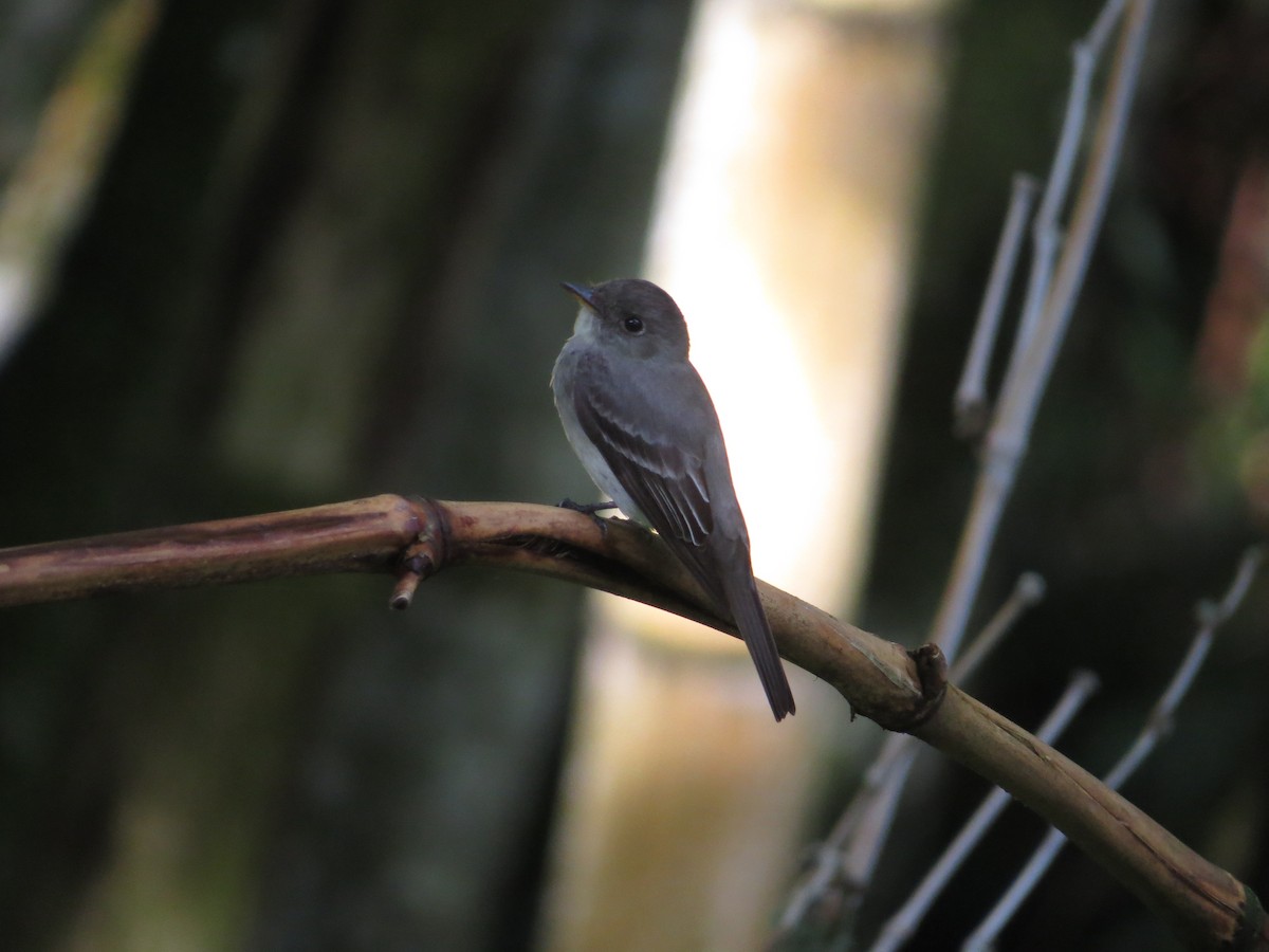 Western Wood-Pewee - ML643323962