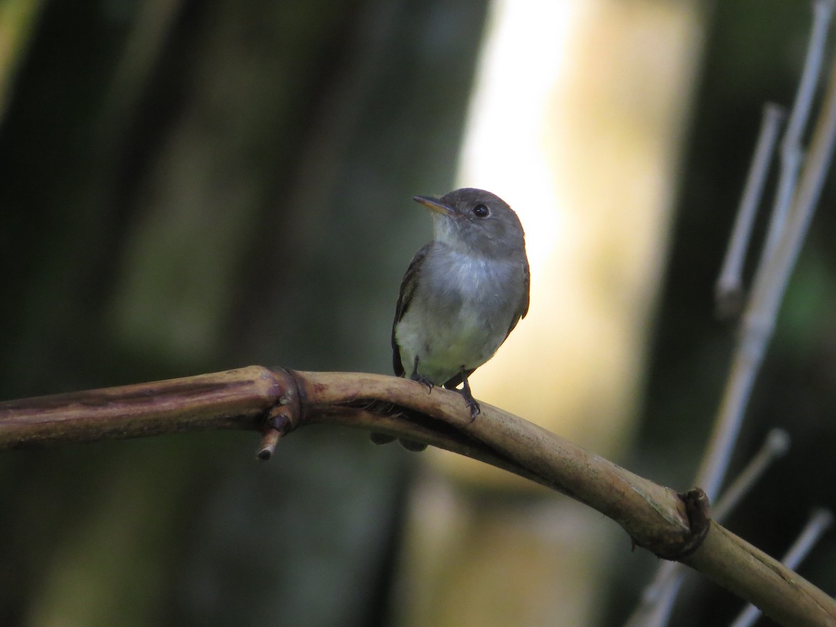 Western Wood-Pewee - ML643323963
