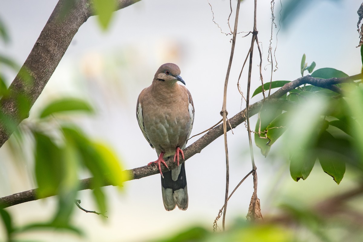 White-winged Dove - ML643323975