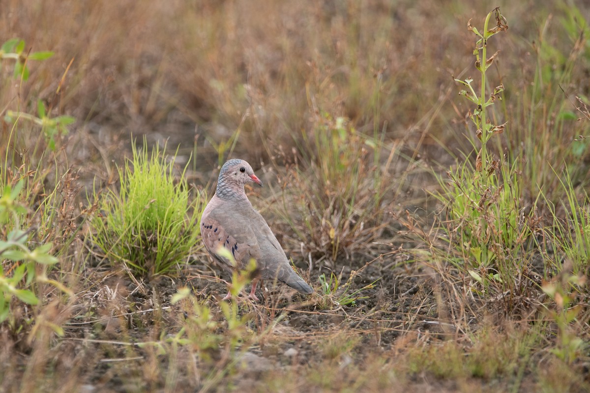Common Ground Dove - ML643323986