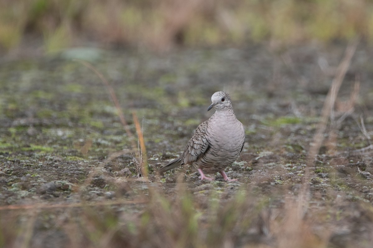 Inca Dove - ML643323988