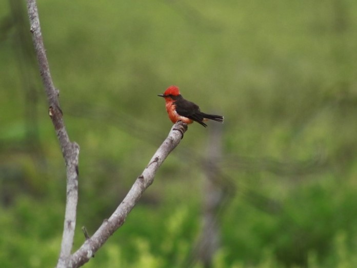 Vermilion Flycatcher - ML643323999