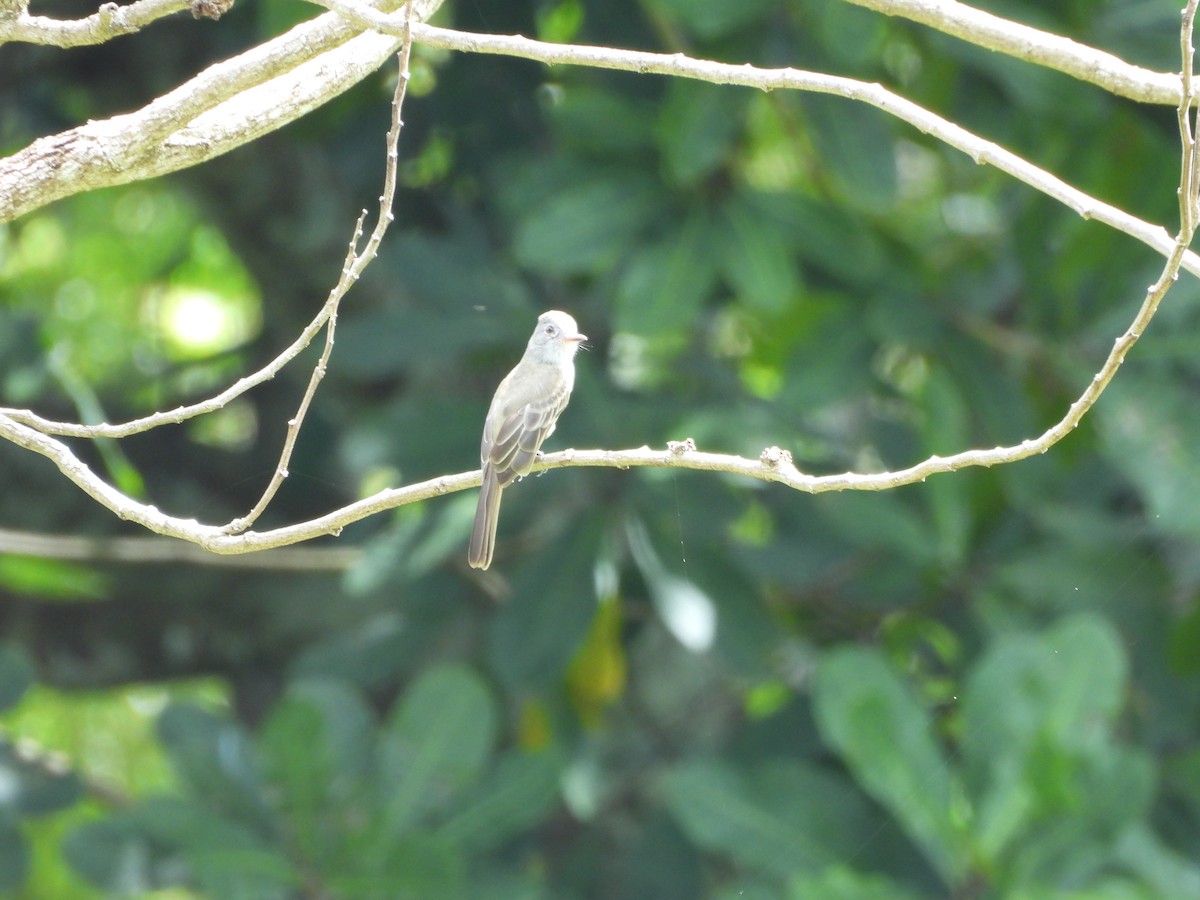 Panama Flycatcher - ML643324000