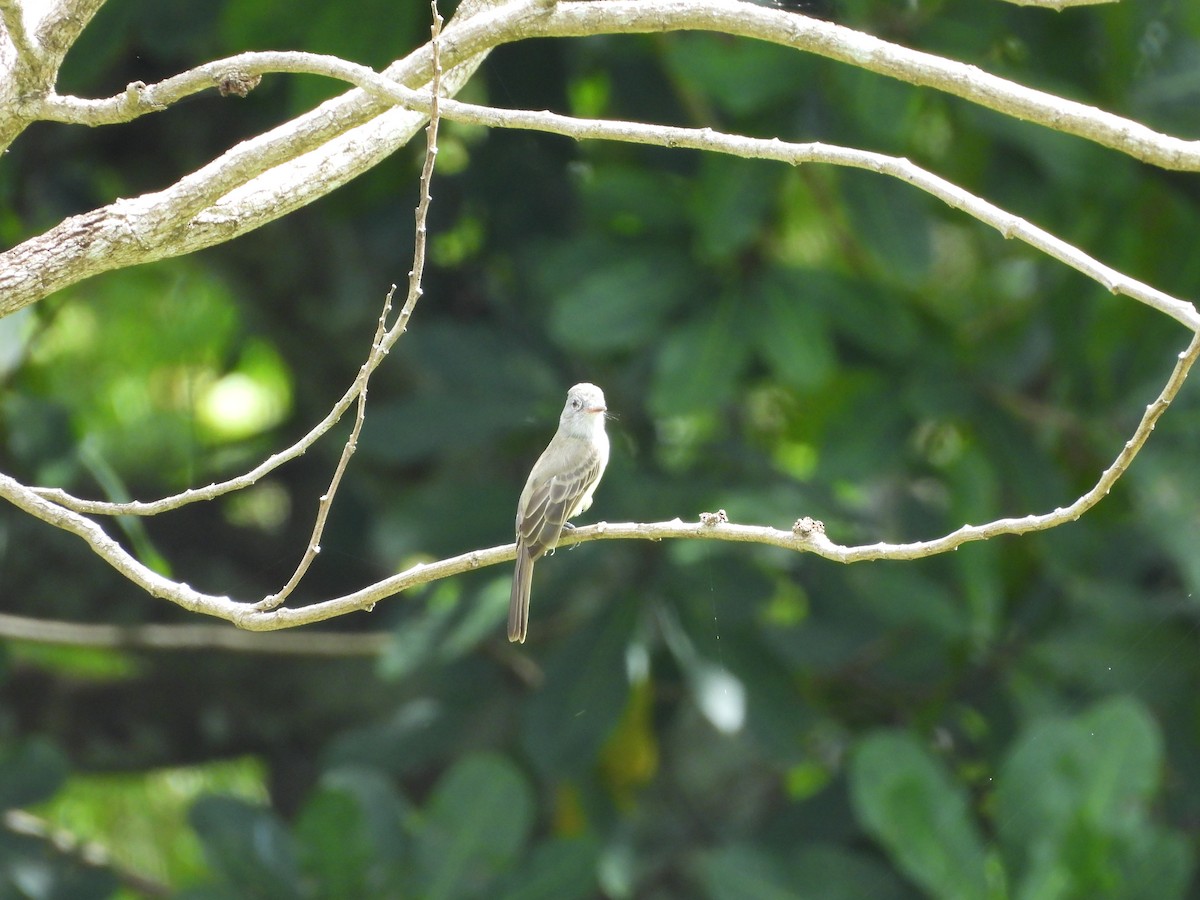 Panama Flycatcher - ML643324001
