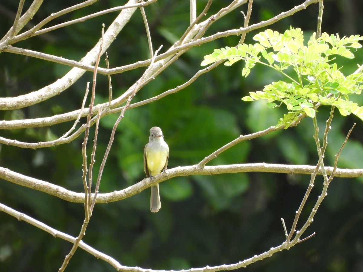 Panama Flycatcher - ML643324003