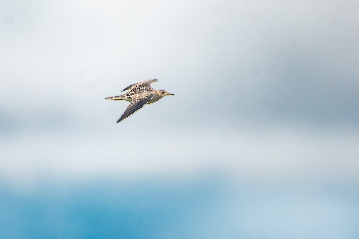 Upland Sandpiper - ML643324008