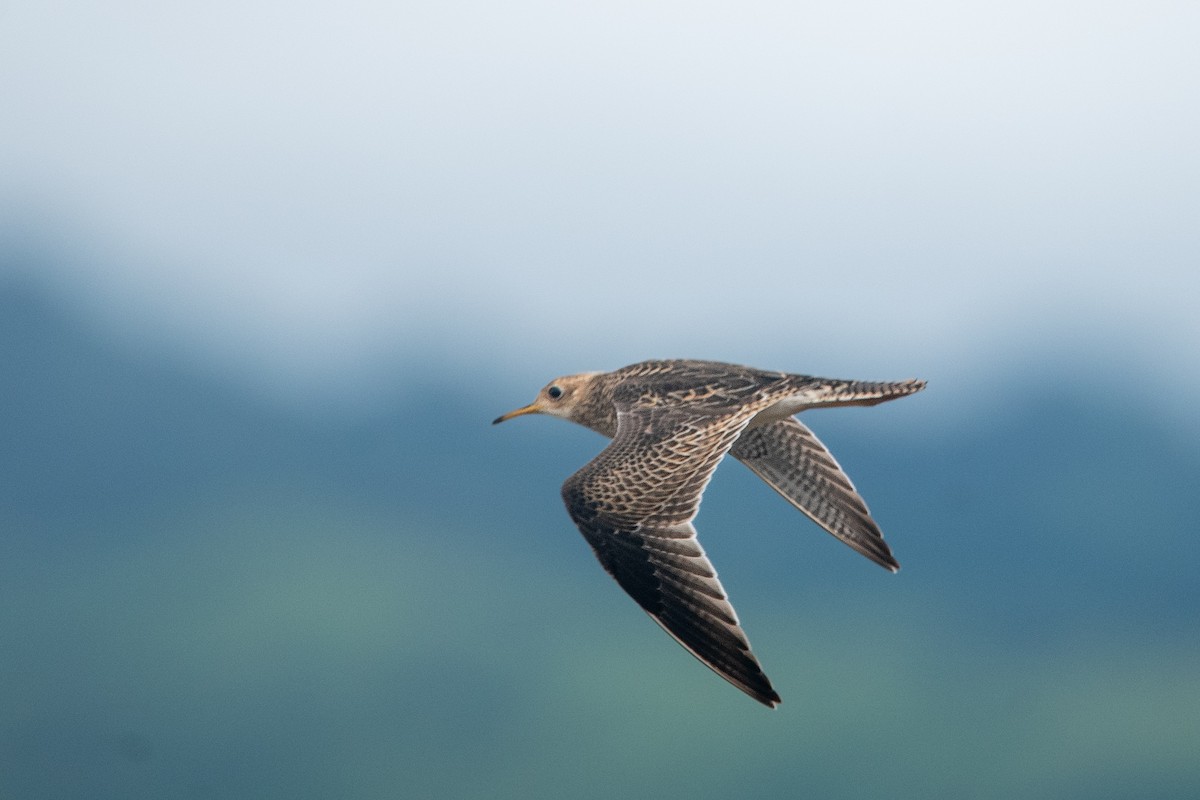 Upland Sandpiper - ML643324009