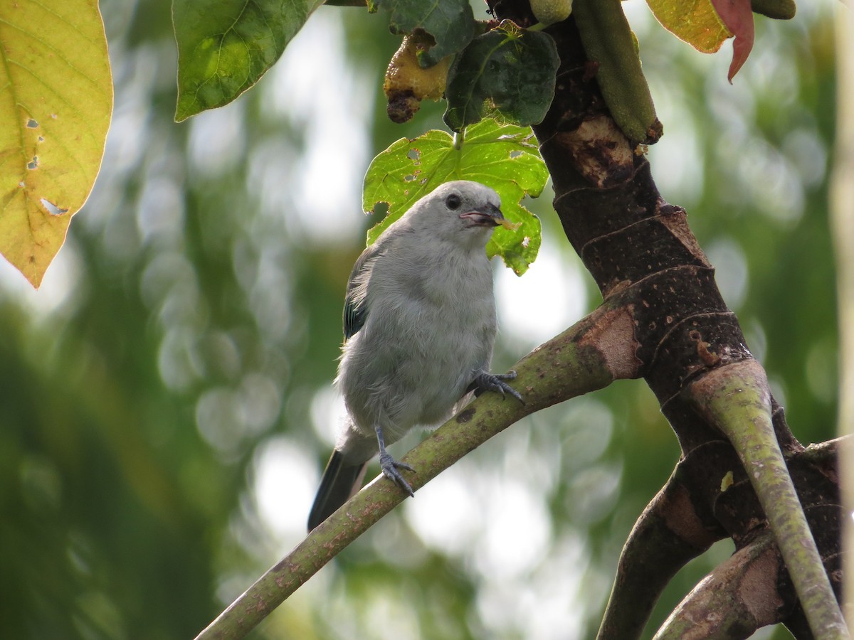 Blue-gray Tanager - ML643324014