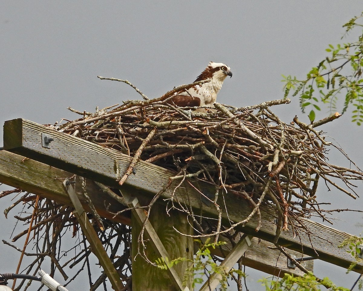 Balbuzard pêcheur - ML643324017