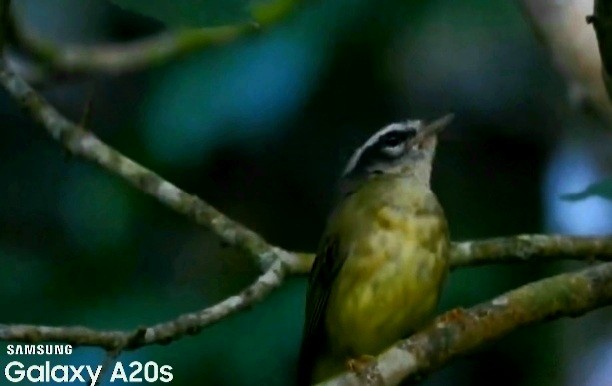 Three-striped Warbler - ML643324022