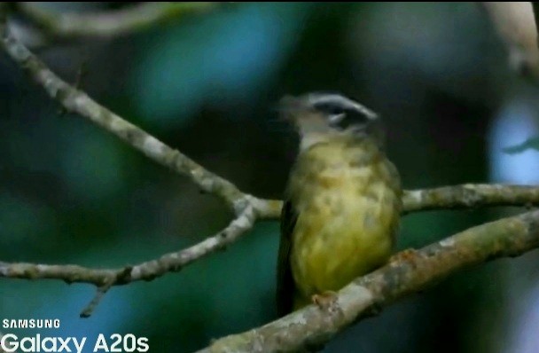 Three-striped Warbler - ML643324023