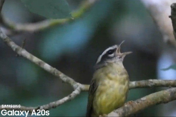 Three-striped Warbler - ML643324024