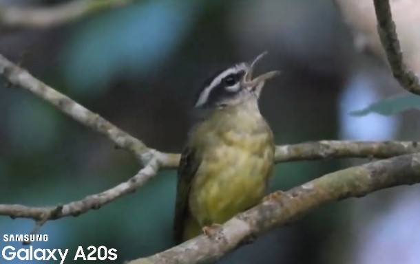 Three-striped Warbler - ML643324025