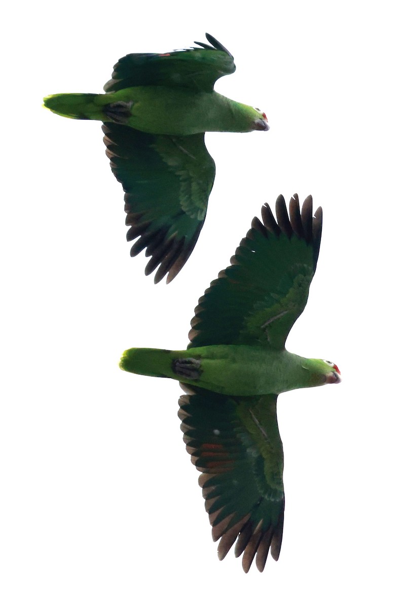 Red-lored Amazon - ML643324029