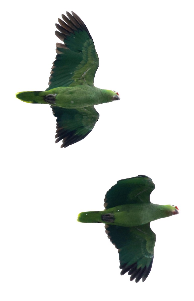 Red-lored Amazon - ML643324030