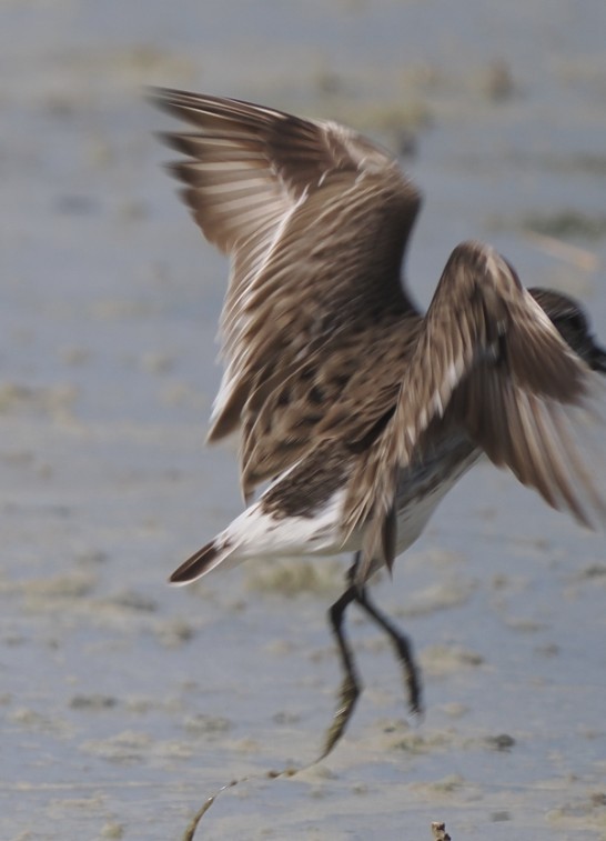 White-rumped Sandpiper - ML643324045