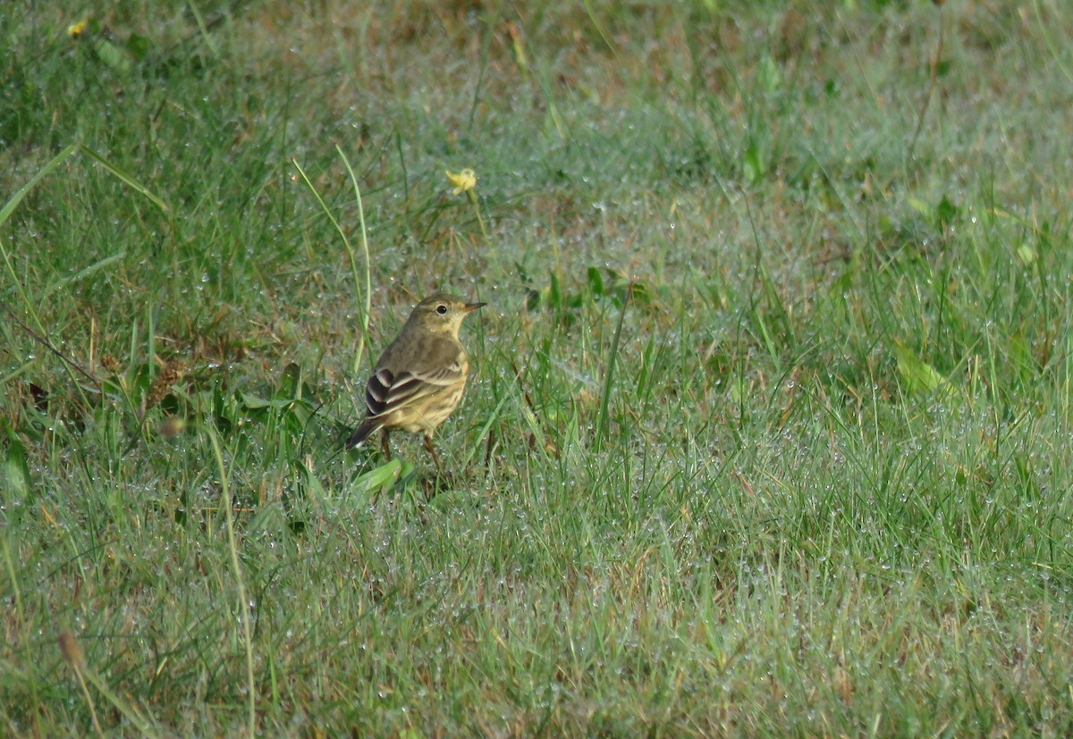 American Pipit - ML643324064