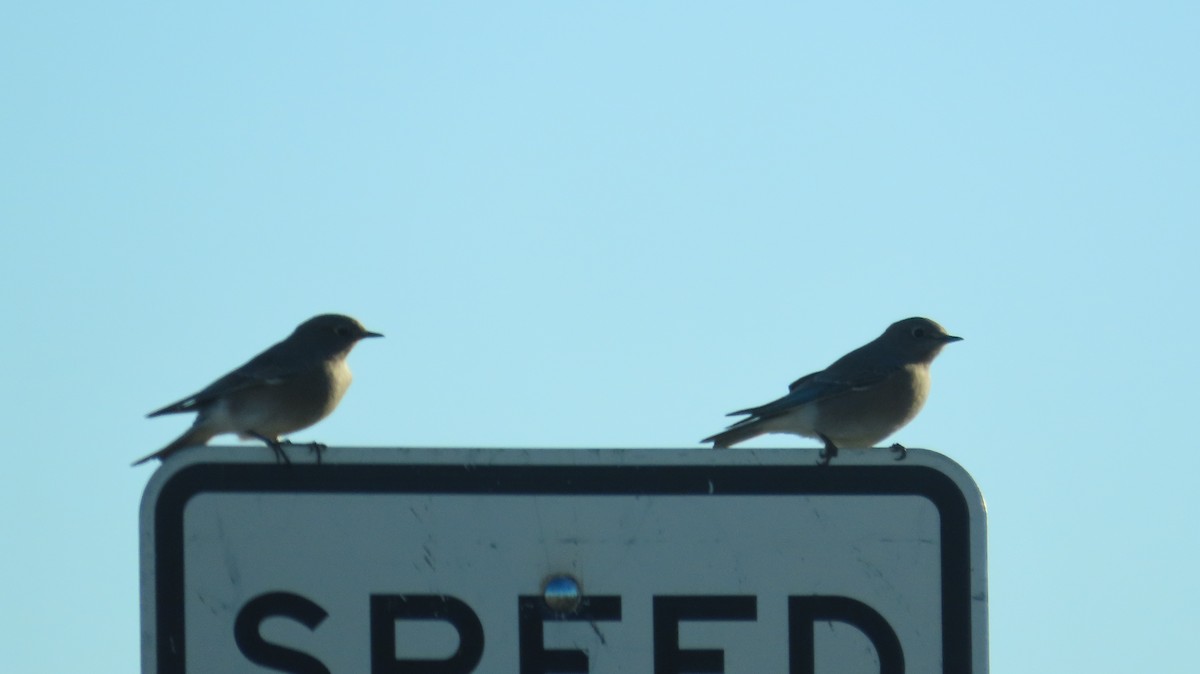 Mountain Bluebird - ML643324072