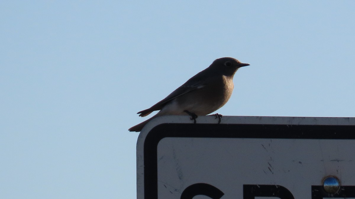 Mountain Bluebird - ML643324073