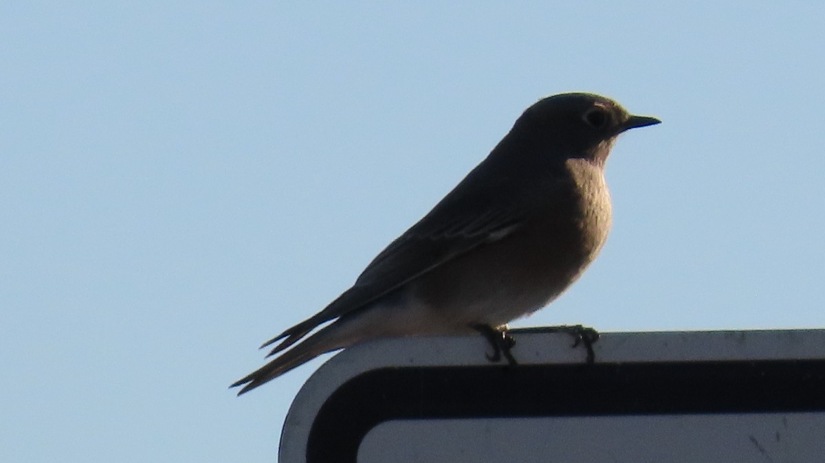 Mountain Bluebird - ML643324074