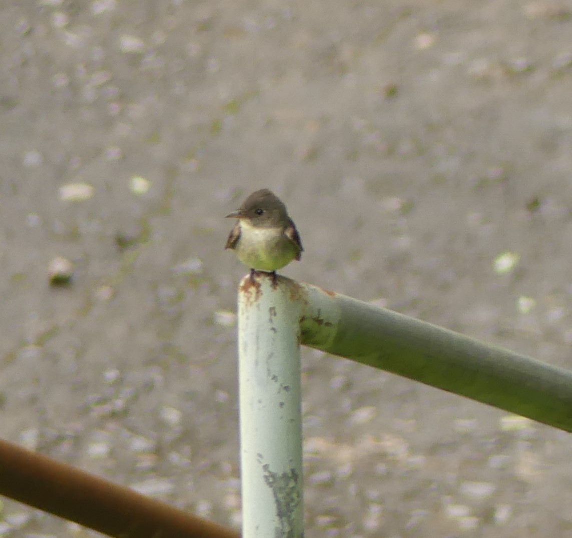 Northern Tropical Pewee - ML643324101