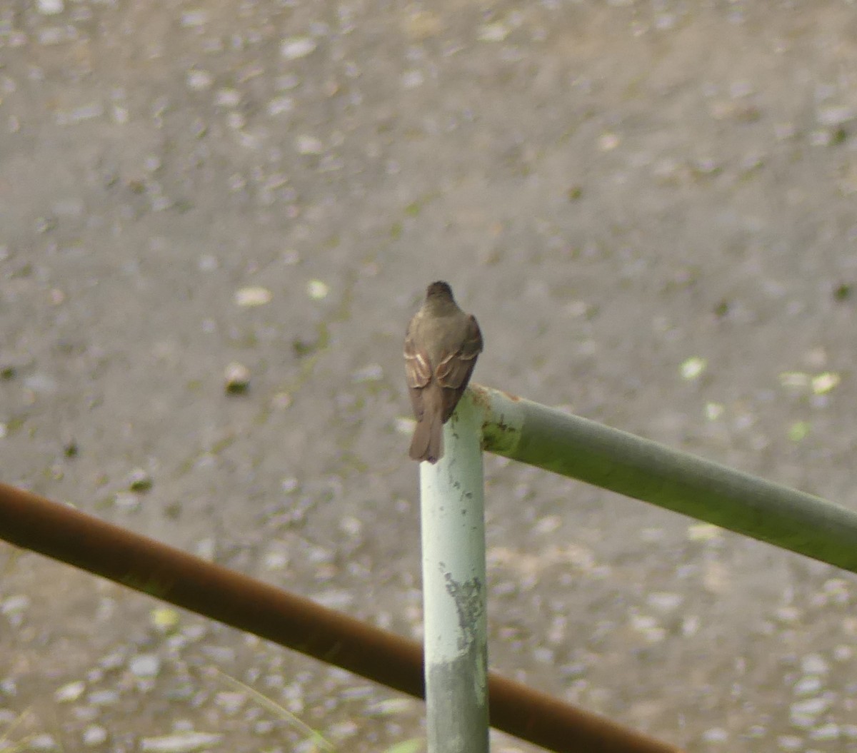 Northern Tropical Pewee - ML643324103